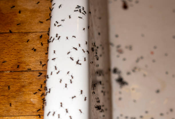 Best Best Pest Control Companies  in Penn Estates, PA