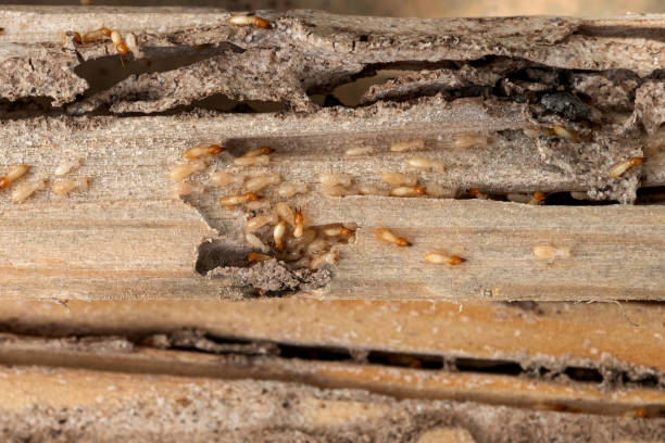 Best Mosquito Control Services  in Penn Estates, PA